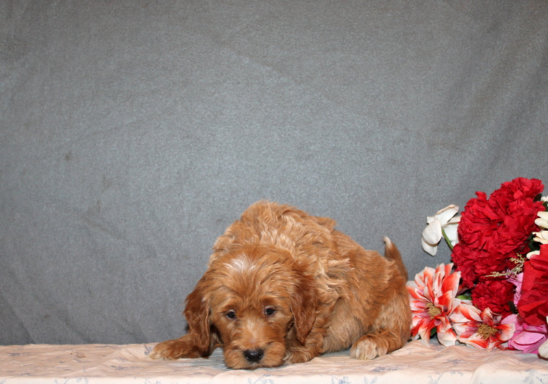 puppy, for, sale, Mini Goldendoodle F2B, Matthew B. Stoltzfus, dog, breeder, Gap, PA, dog-breeder, puppy-for-sale, forsale, nearby, find, puppyfind, locator, puppylocator, aca